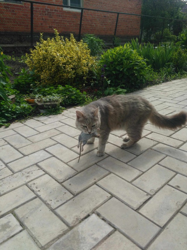 Забавные фото котеек