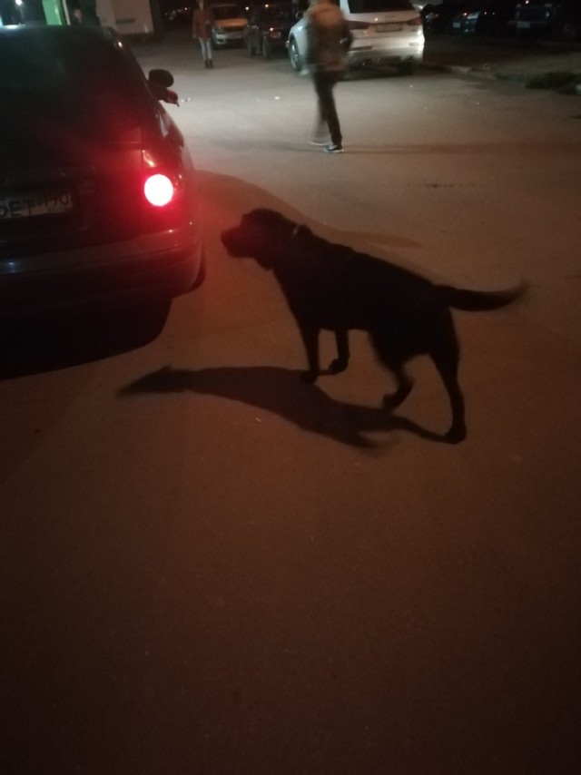 Живность из сети