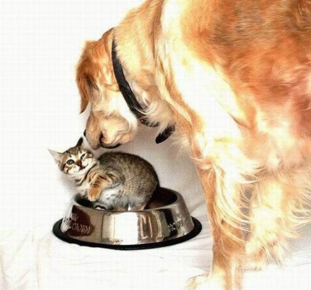 Уже не котовторник, но еще и не собакочетверг