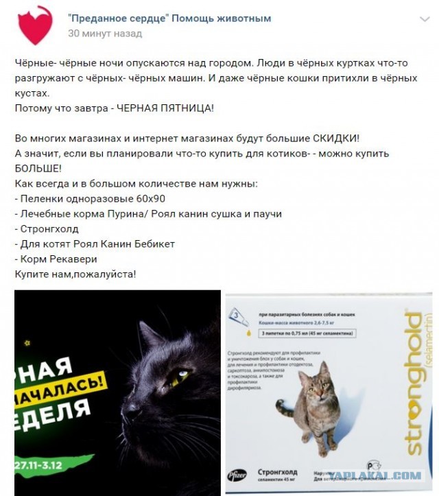 Помогите вернуть кота! Приют "Преданное сердце" украл кота и не отдает!-2