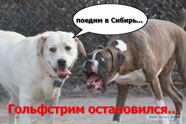 Фотожаба: Две собаки