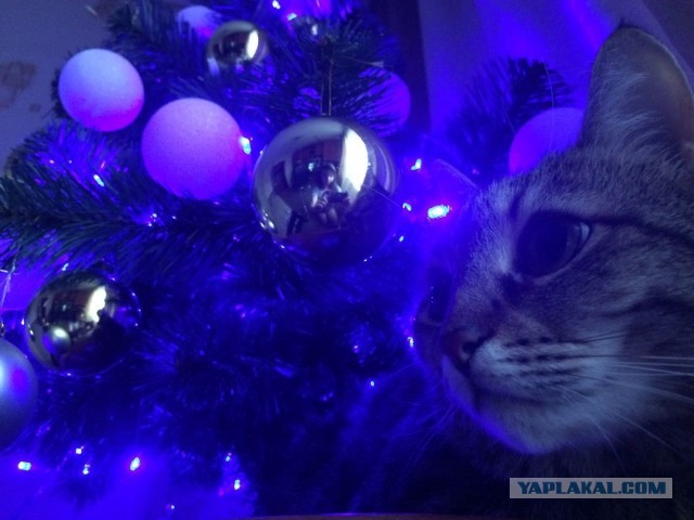 Котовторник. Добавляйте своих