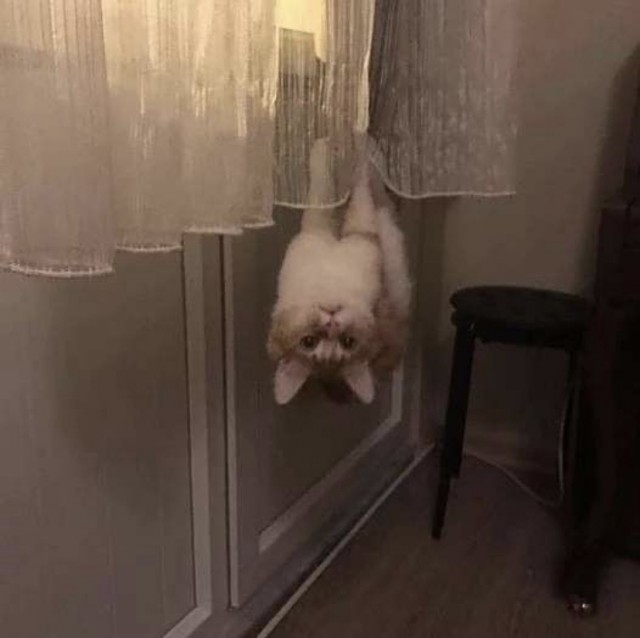 Котовторник (свои добавляем)