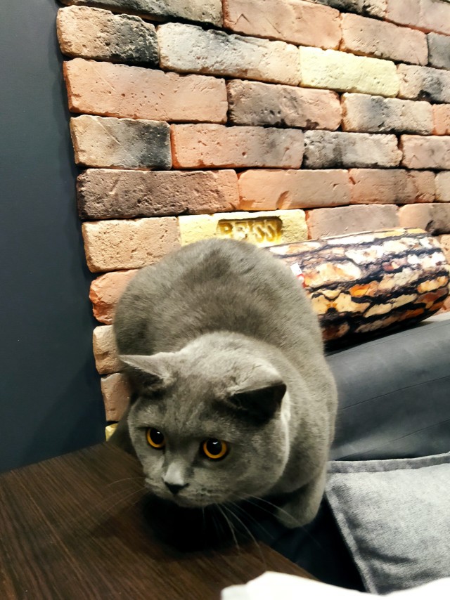 Котовторник
