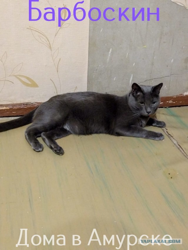 Жизнь домашнего приюта "Котоленд" 308
