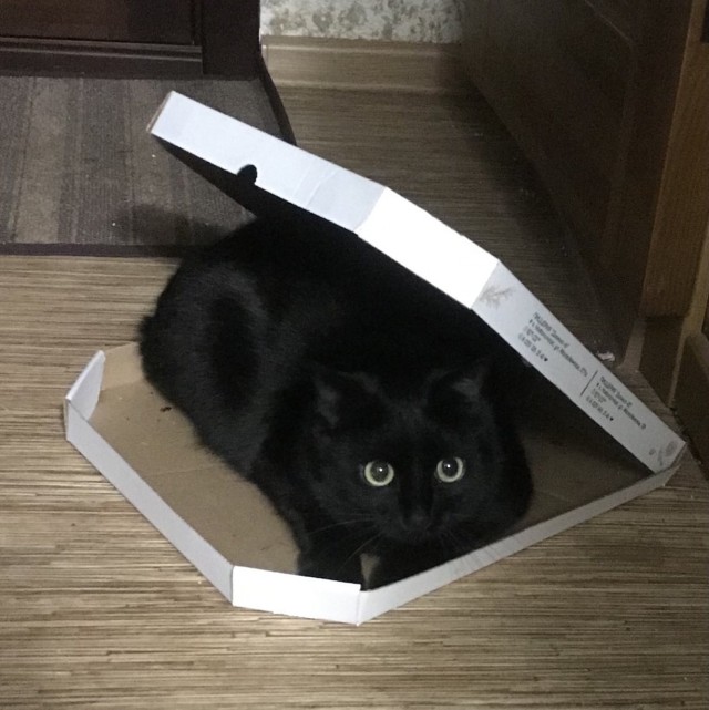 Котовторник 21.12.21