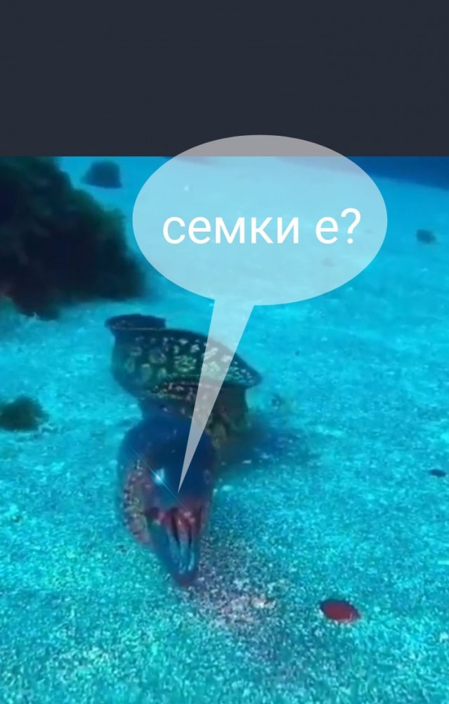 Удивленная мурена