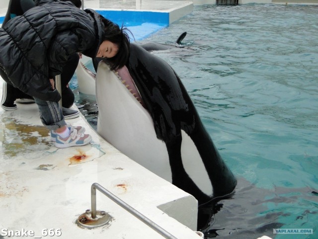 SeaworlD  Япония