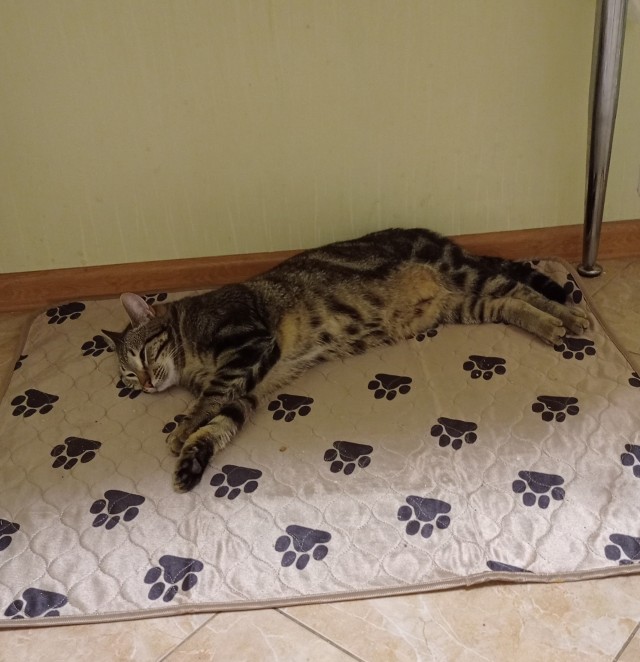 Котовторник 25.01.22