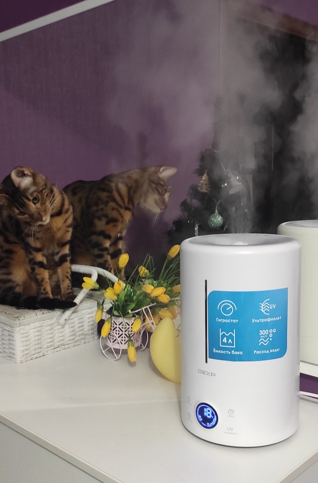 Котовторник. Картинки и буквы 08.02.22