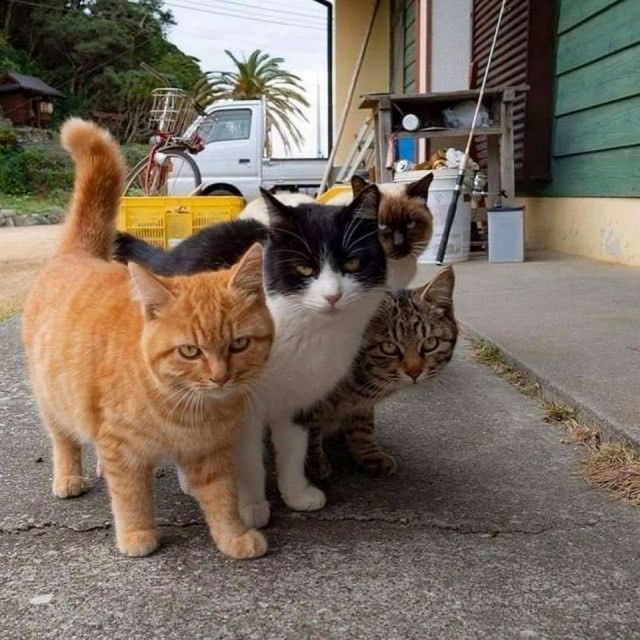 Забавные и милые котейки