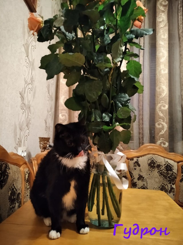 Жизнь домашнего приюта "Котоленд" 326
