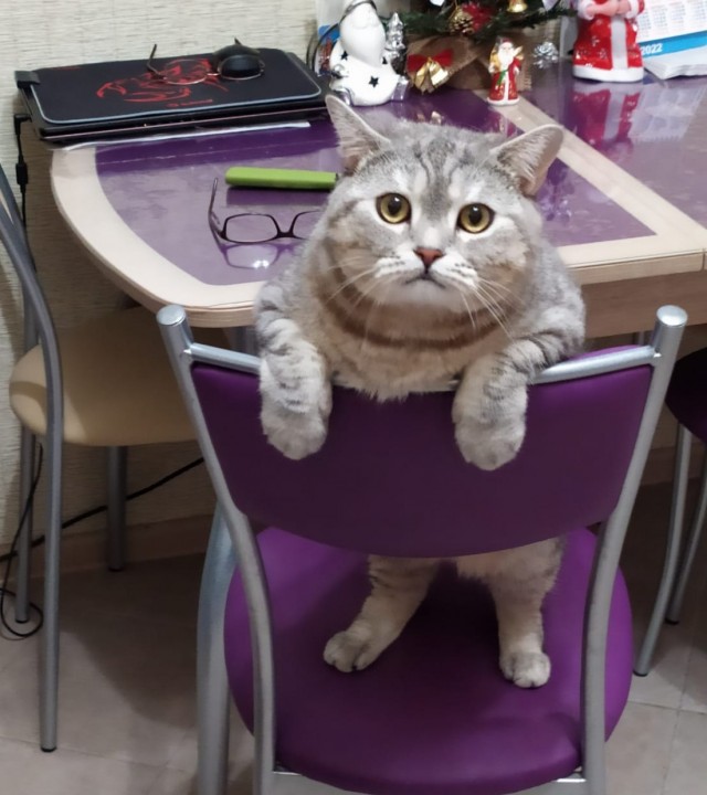 Коты. Филя, Пуся, Вася