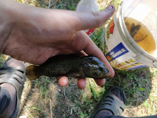 Рыбаки, помогите опознать рыбу