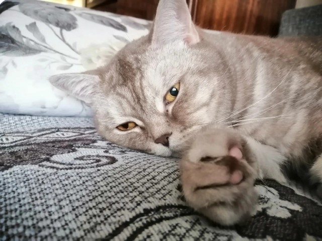 С Котовторником вас! Зовут Чеса!