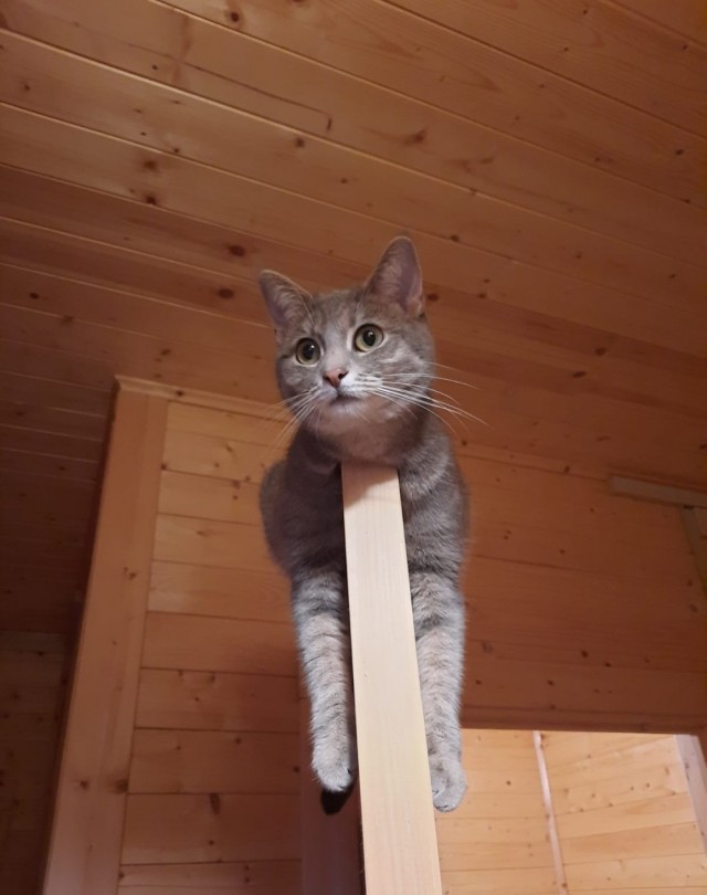 Муська отдыхает на двери