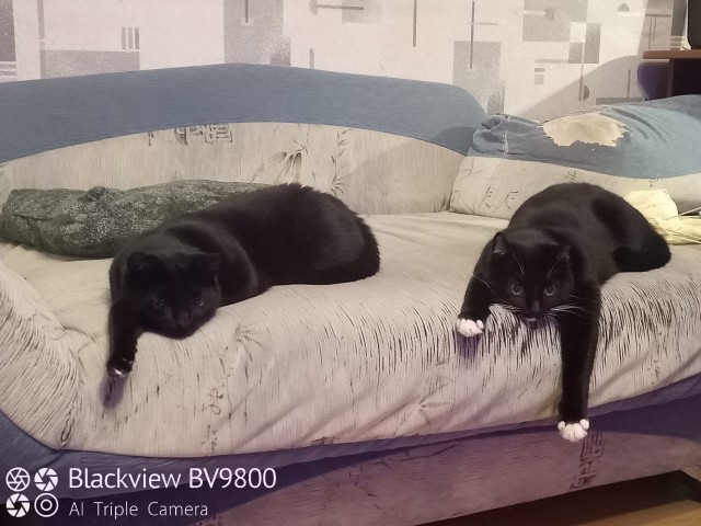 Вторник, ваши коты и кошки в студию