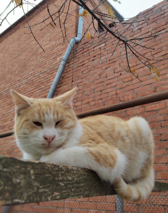 Пока котовторник не закончился