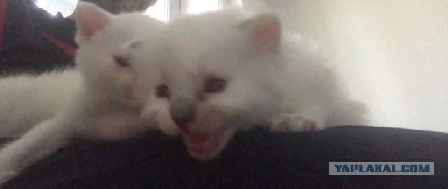 Без кота жизнь не та