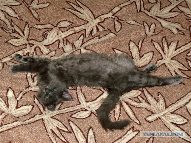 Котовторник  19.03.2013