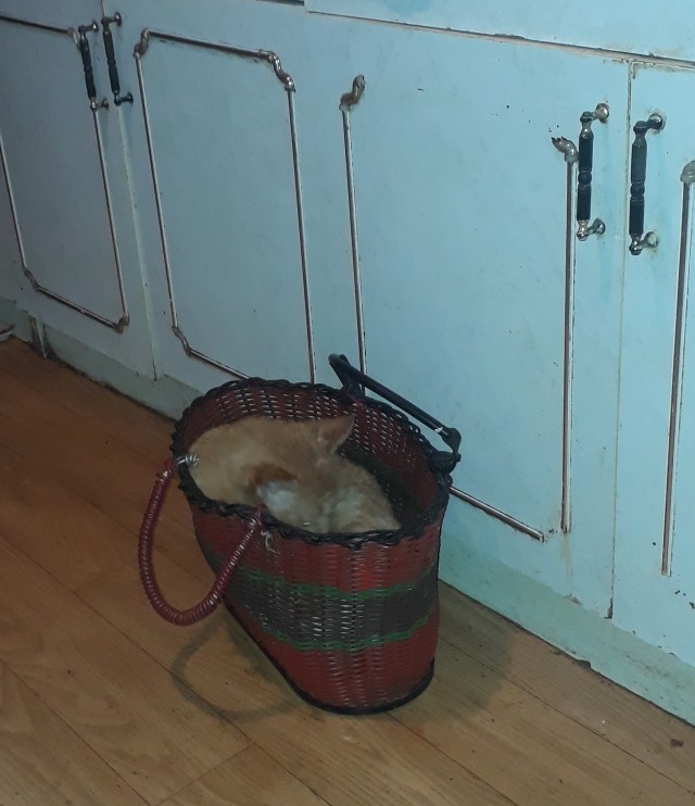 Почему грустят котики?