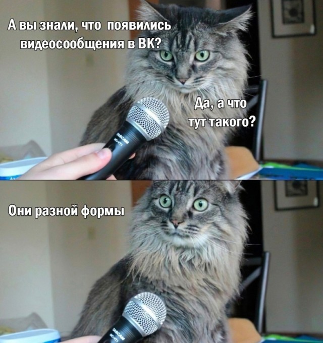 Весёлый полтишок 11.01.23