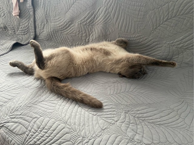 Котофторниг