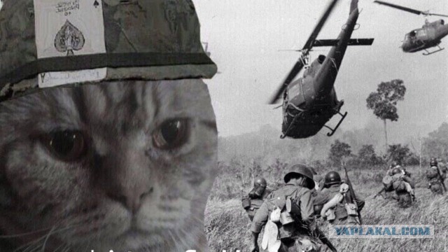 Котёнок ловит муху
