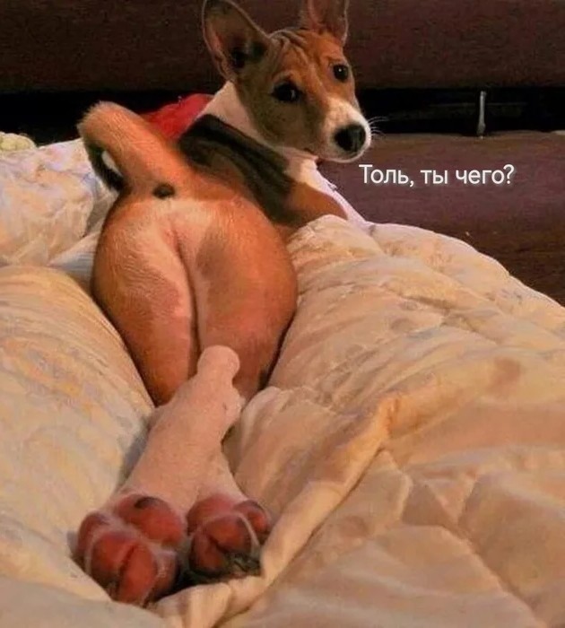 Шарий сдержит слово, или не мужик?