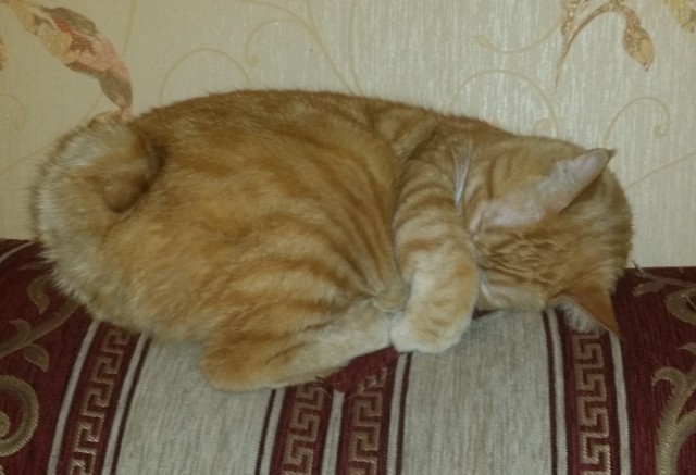 Котовторник Рыжих