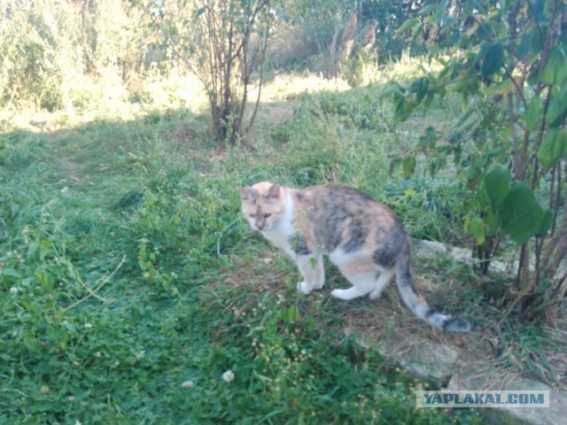 Жизнь домашнего приюта для котеек 462