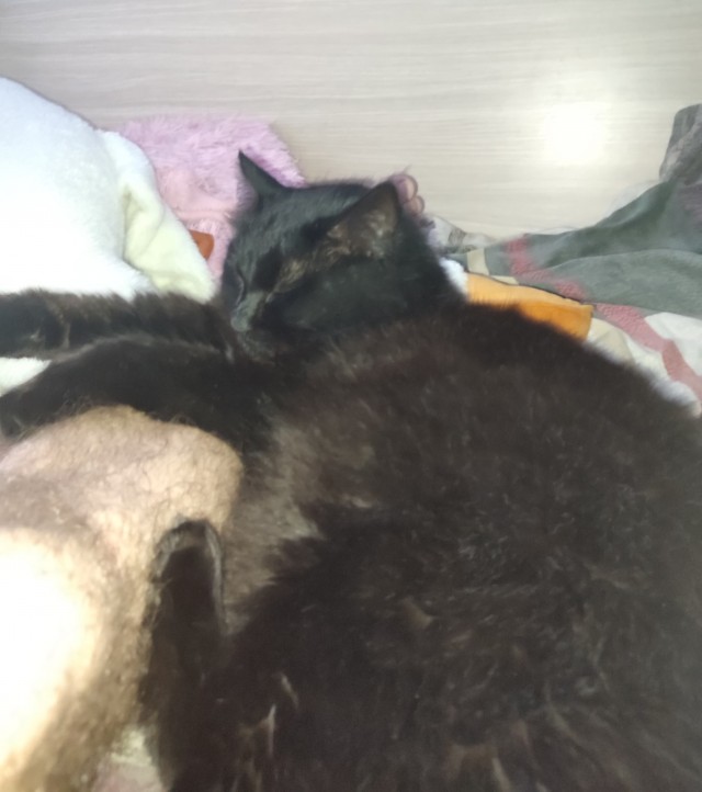 ЯПовцы, беда с котейкой