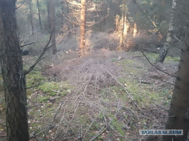 Жизнь домашнего приюта для котеек 468