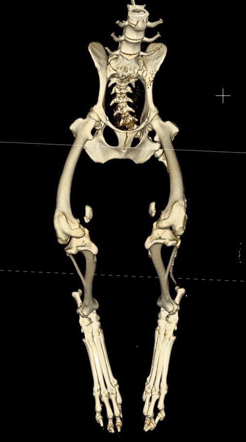 Вернули способность ходить