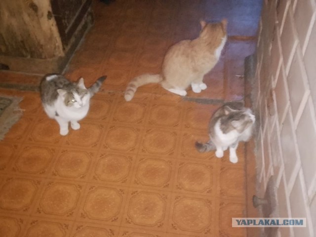 Жизнь домашнего приюта для котеек 478