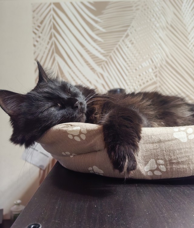 Котовторник 05/11/2024