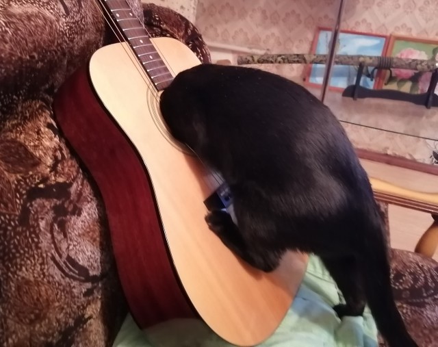 12 самых смешных котов в истории комического конкурса Comedy Pet Photography Awards