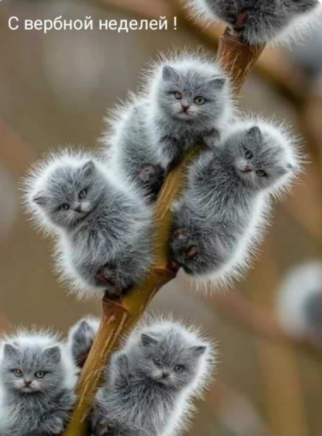 Котятки распушились