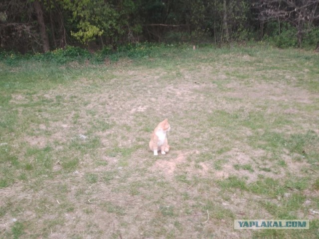 Жизнь домашнего приюта для котеек 543