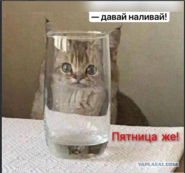 Смешные коты, которые бы победили на конкурсе абсурдных фотографий