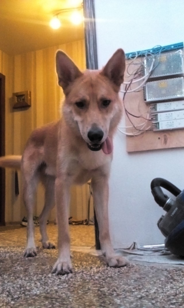 Собакочетверг