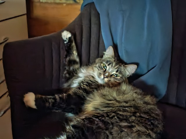 Котовторник