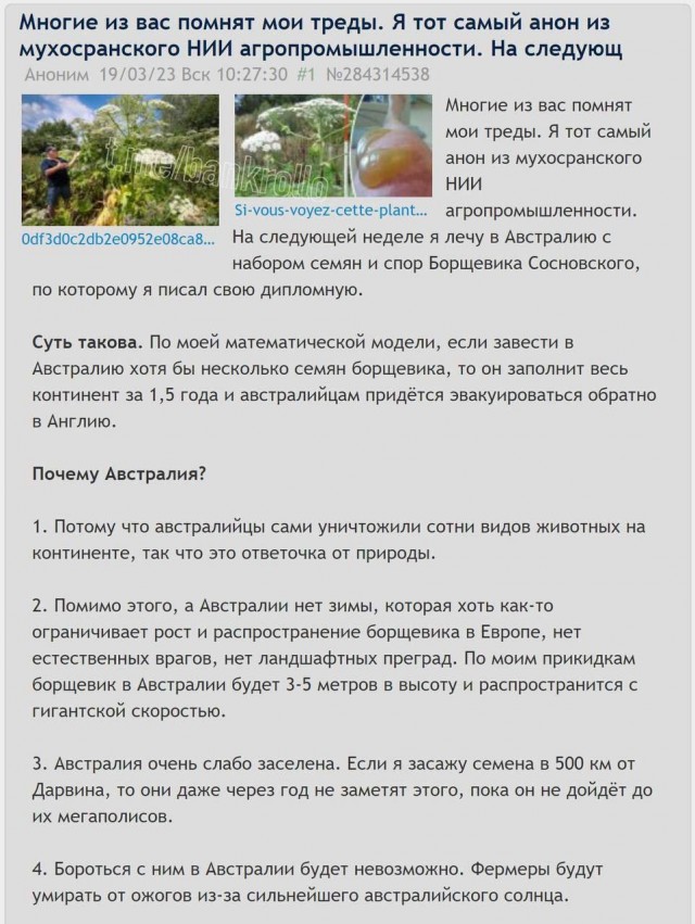Американский клён признали чужеродным растением и требуют уничтожить