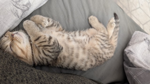 Котовторник же!