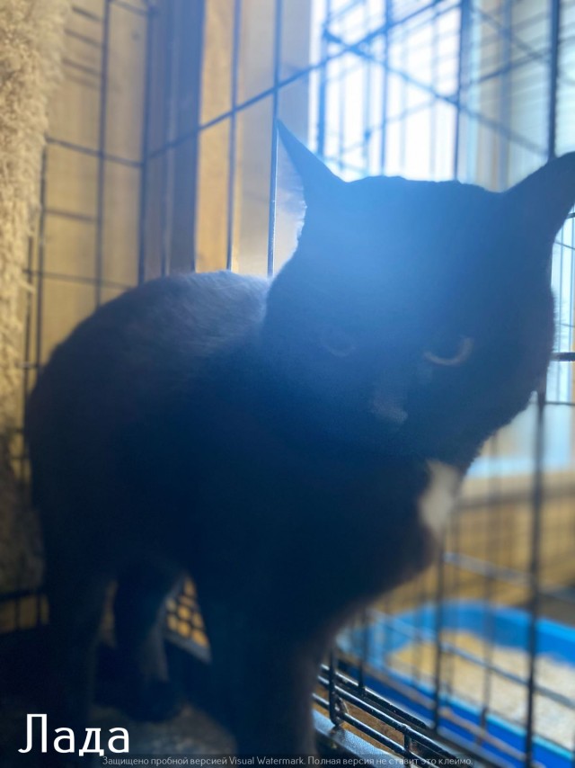 Жизнь домашнего приюта "Котоленд" 538