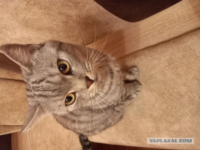 Наши коты