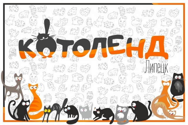 Жизнь домашнего приюта "Котоленд" 544