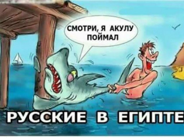 Акула подплыла к пляжу в  Приморье