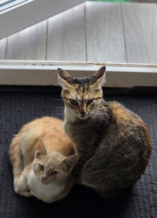 Котовторник
