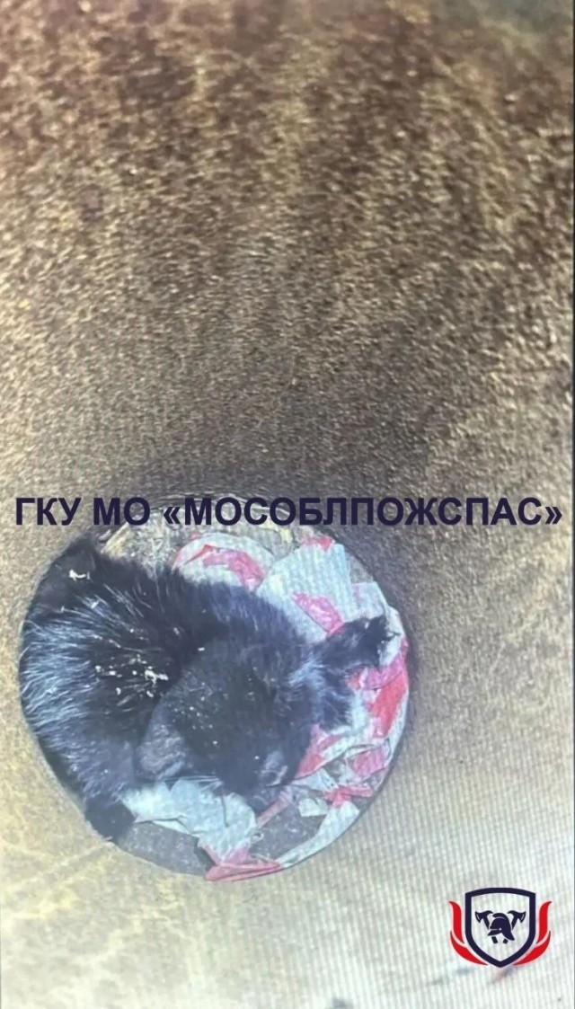 Спасатели вытащили котенка из опорной трубы уличного освещения